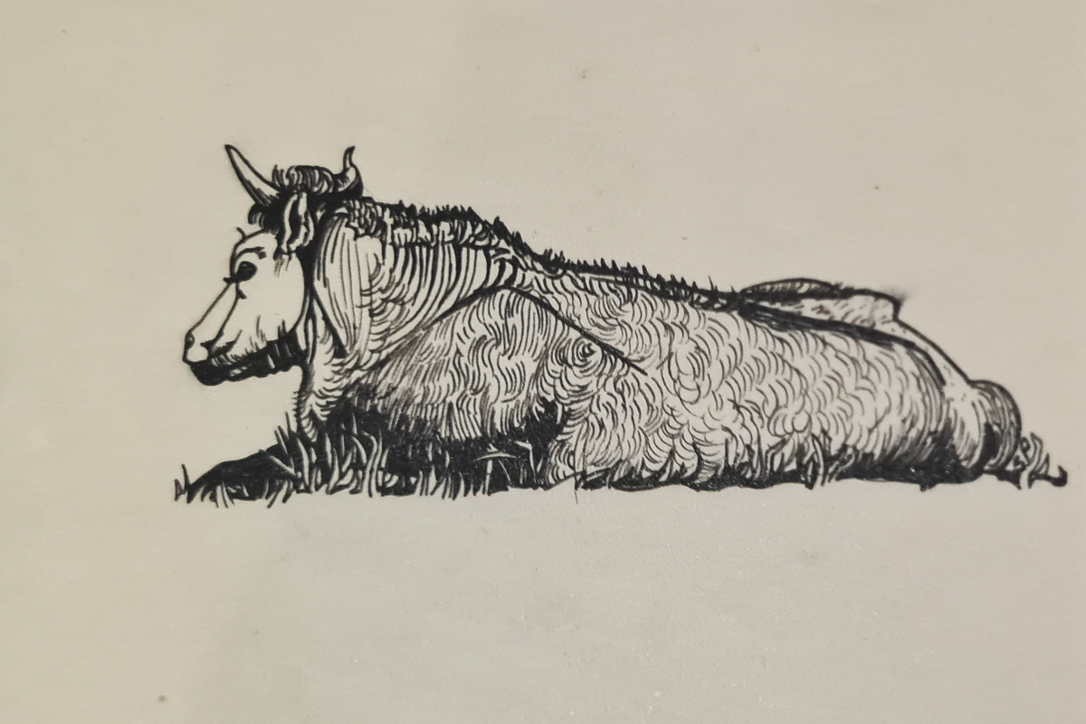 Bull drawing by Sylvia Plath